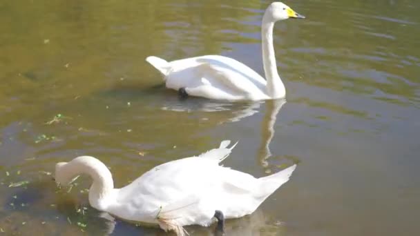 Beautiful white swans on the lake — Stock Video