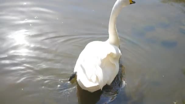 beaux cygnes blancs sur le lac