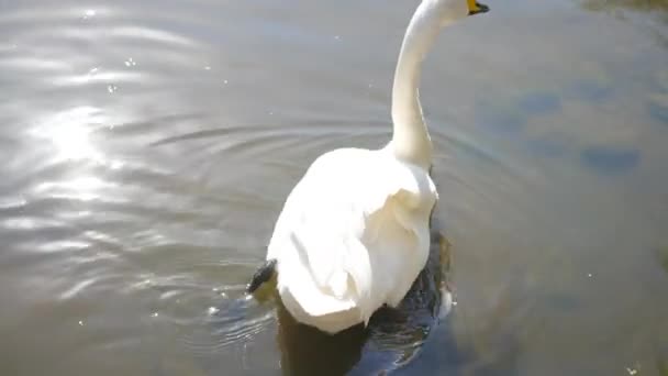 Krásné bílé labutě na jezeře — Stock video