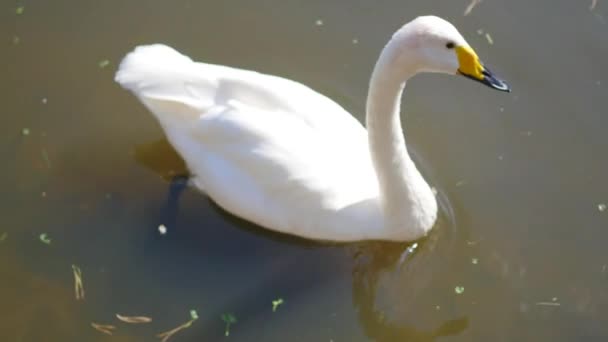 Hermosos cisnes blancos en el lago — Vídeos de Stock