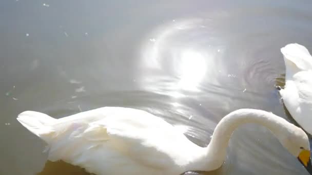 Beautiful white swans on the lake — Stock Video