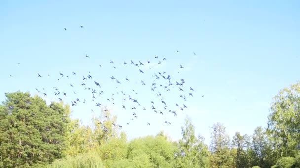 Piękny stado gołębi krąży w niebo — Wideo stockowe