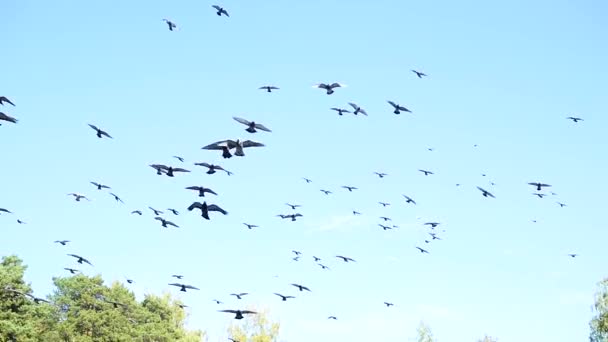 Una hermosa bandada de palomas dando vueltas en el cielo — Vídeo de stock