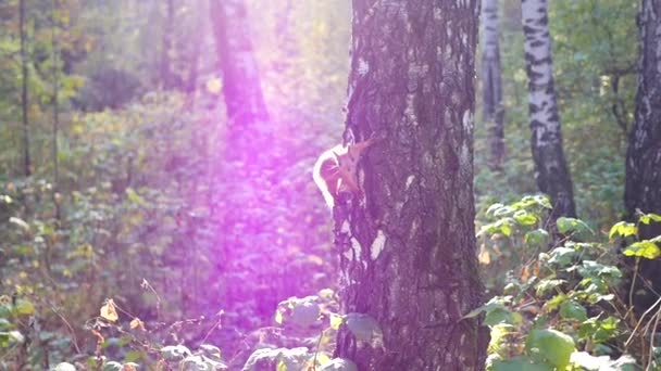 Squirrel climbs on a tree — Stock Video