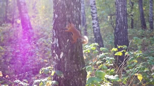 Mischievous squirrel jumps on a tree and waving his tail — Stock Video