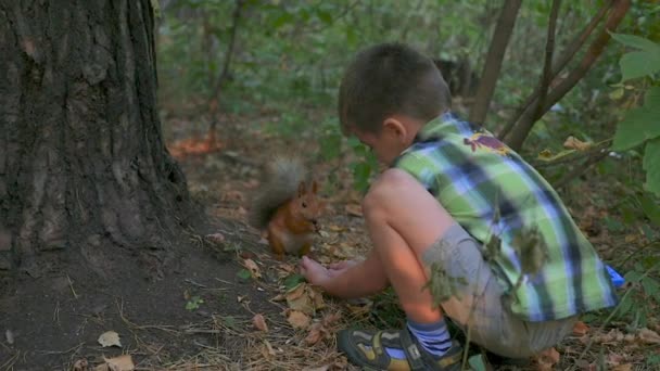 Niño pequeño alimentando a una ardilla con sus manos — Vídeo de stock