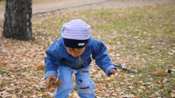 Il bambino raccoglie foglie gialle nel Parco — Video Stock