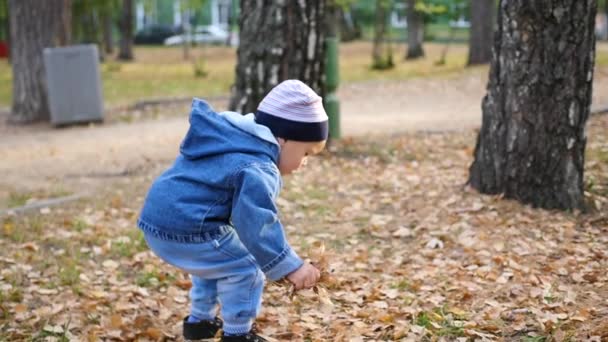 El niño recoge hojas amarillas en el parque — Vídeo de stock