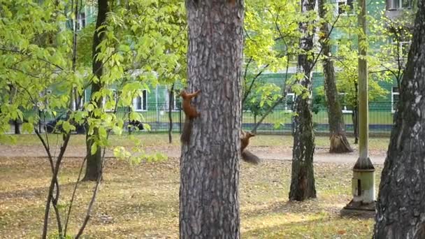 Grappige eekhoorn in een boom in het Park spelen — Stockvideo