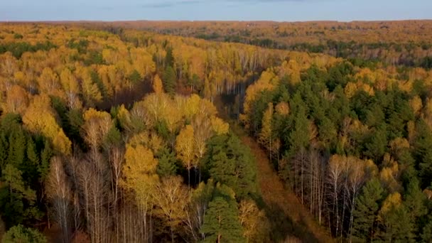 ドローンは秋の森の上を飛んでいる。風が木の冠を動かし — ストック動画
