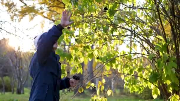 Een kind in het herfstpark speelt en lacht vrolijk, hij speelt met gele bladeren en Rowan bessen. Zonnige herfstdag in het park — Stockvideo