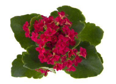 red flower Kalanchoe clipart