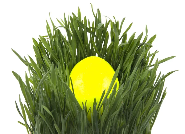 Easter egg in green grass — Stock Photo, Image