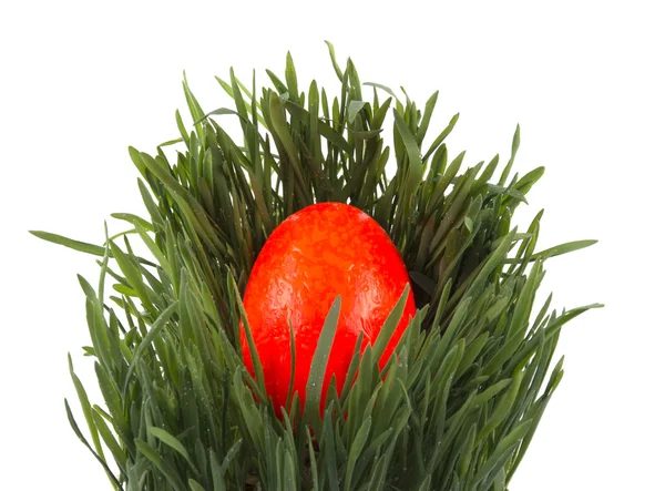 Huevo de Pascua en hierba verde — Foto de Stock