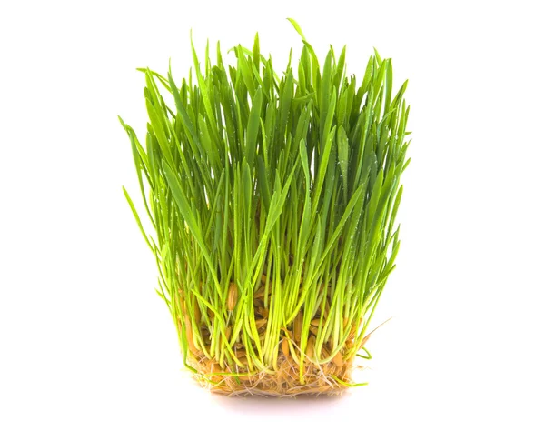 Schönes grünes Gras — Stockfoto