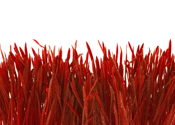 Beautiful red grass — Stock Photo, Image