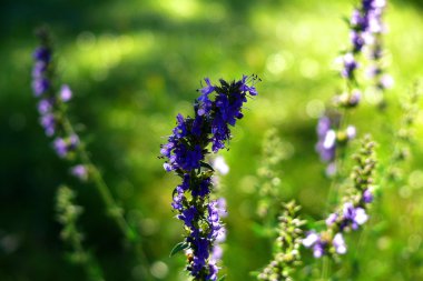 Yeşil çimenlerin üzerinde mor çiçekler.