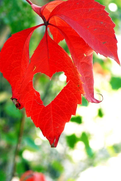 Corazón cortado la letra roja . — Foto de Stock