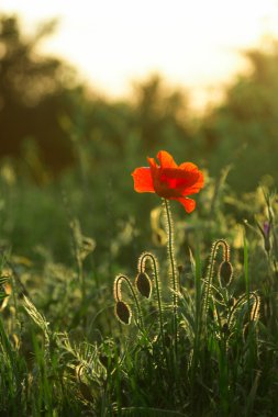 Kırmızı Poppy bir alanda gün batımında.