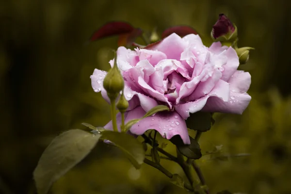 Purple rose with green leaves after rain. — Stock Photo, Image