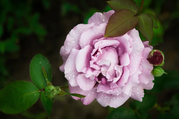Purple rose with green leaves after rain. — Stock Photo, Image
