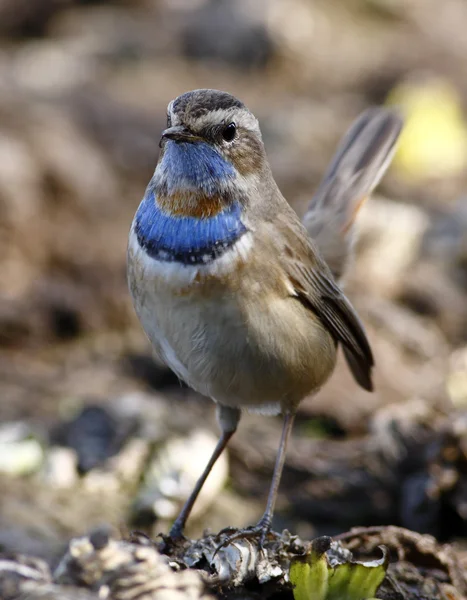 Blåhake (Luscinia svecica) — Stockfoto