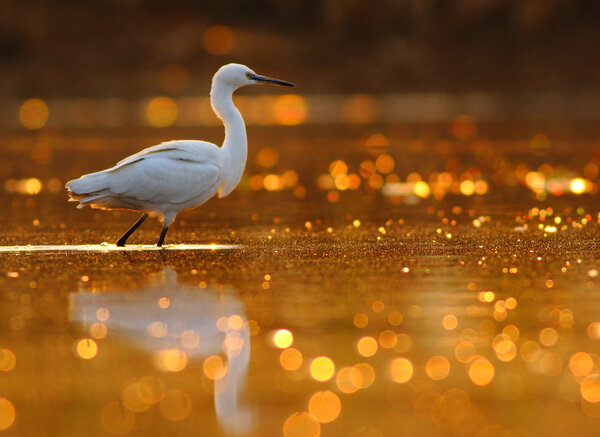 Little egret with bokeh