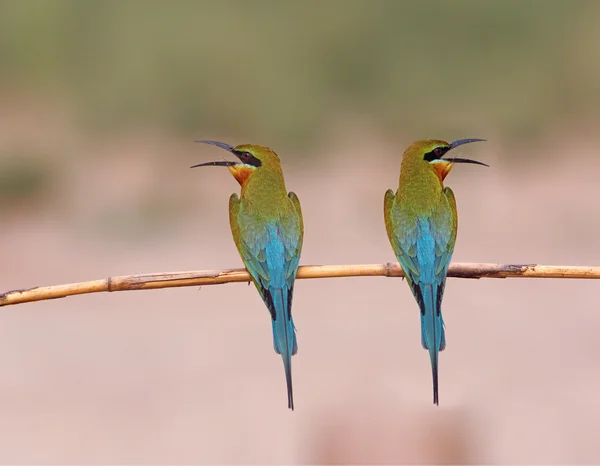 Blauwe bijeneter — Stockfoto