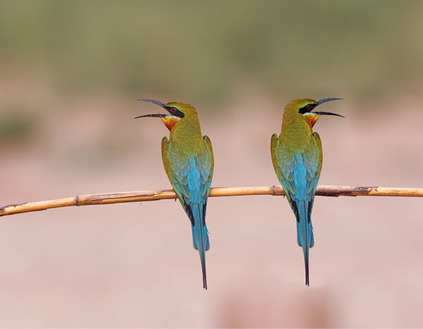 Blue tailed bee eater