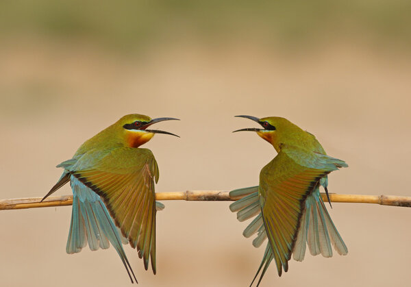 Fashion show of birds