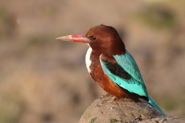 Beyaz boğazlı Kingfisher (Halcyon smyrnensis)