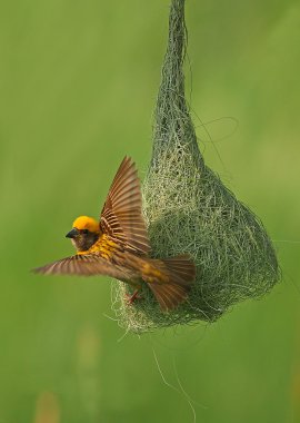 baya weaver male clipart