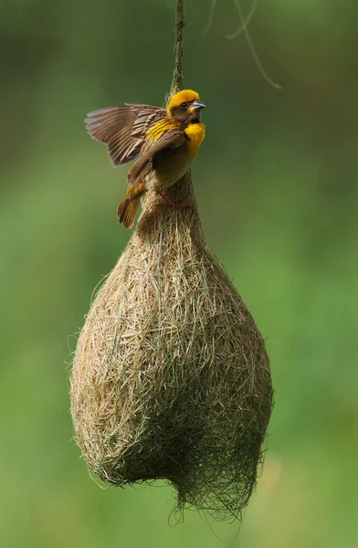Baya weaver ile yuva