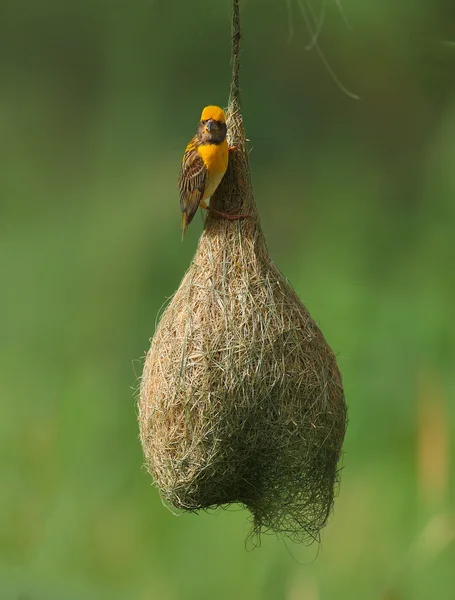 Baya weaver yuva üzerinde