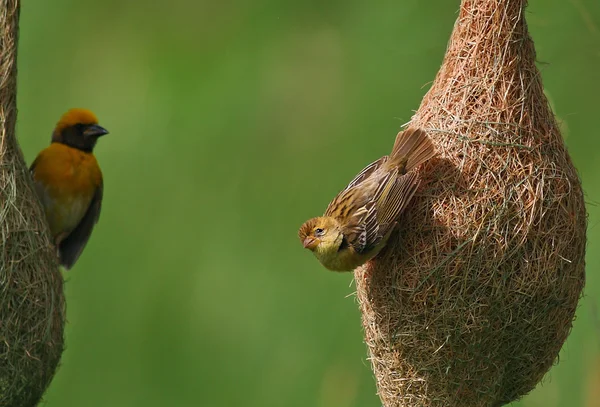 Baya Weaver kvinna — Stockfoto