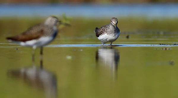 Зелений sandpiper пара — стокове фото