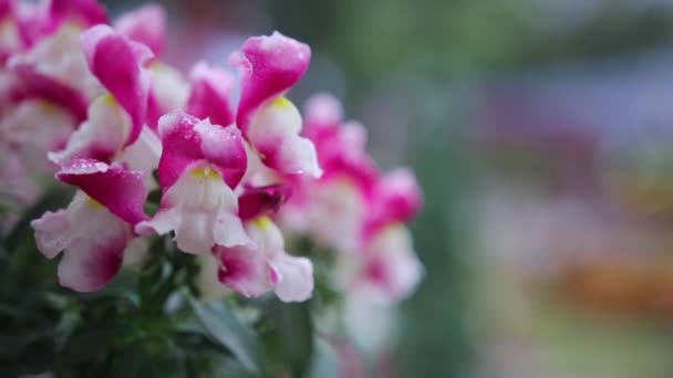 Розовые и белые цветы — стоковое видео