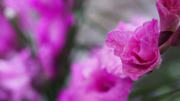 Beaux folwers dans le jardin — Video