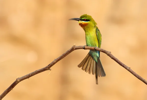 Blå-tailed biätare — Stockfoto