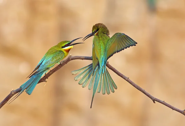 Blauwe bijeneter — Stockfoto