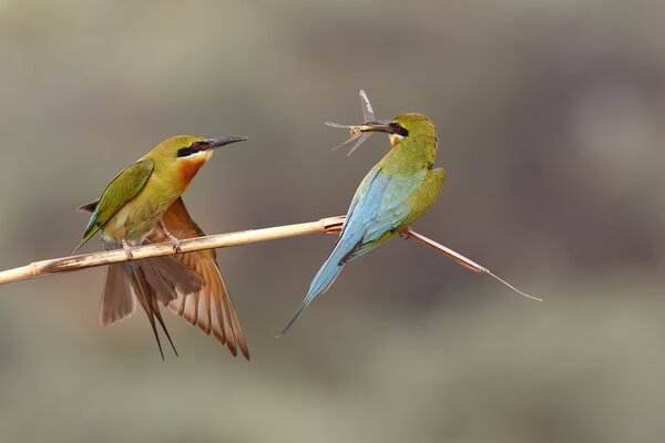 Blue tailed bee eater