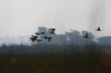 Ducks in flight clipart