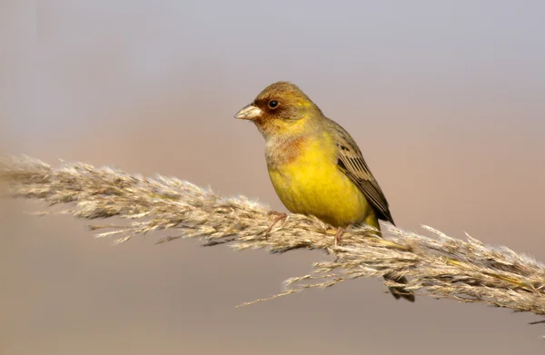 Hnědohlavý (Emberiza bruniceps) — Stock fotografie