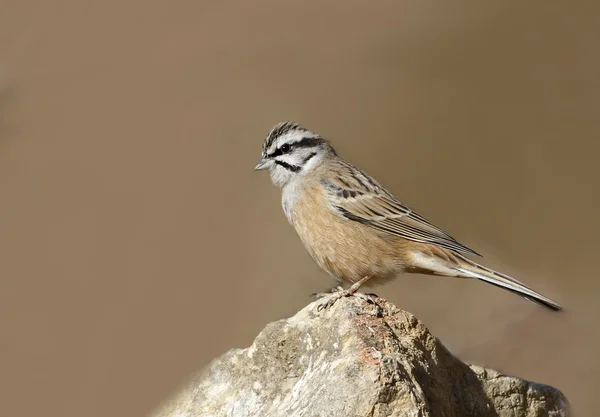 Rock Bunting en el rock — Foto de Stock