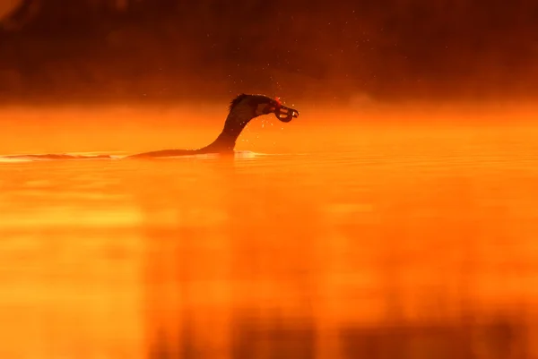 Grandes cormoranes en la naturaleza al amanecer — Foto de Stock