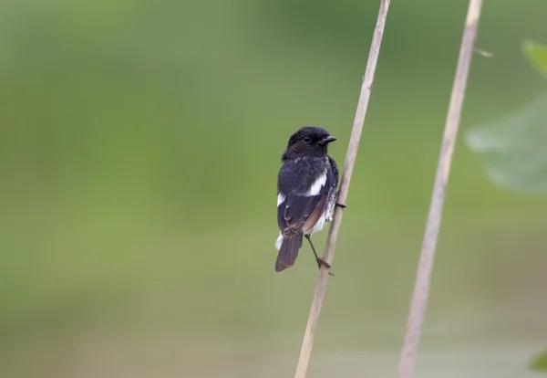 Pied bush Chat — Stock Photo, Image