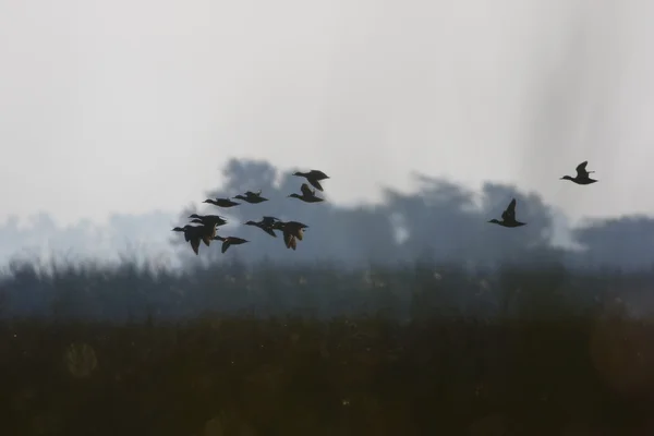 Ducks in flight — Stock Photo, Image