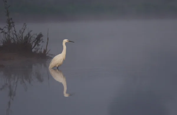 Little egret in misty morning — Stock Photo, Image