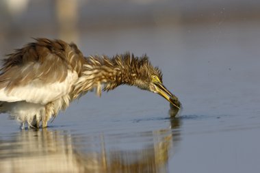 Indian pond heron ile balık yakalamak