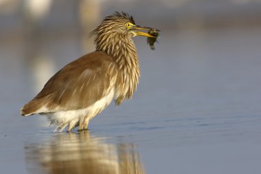 Indian pond heron ile balık yakalamak